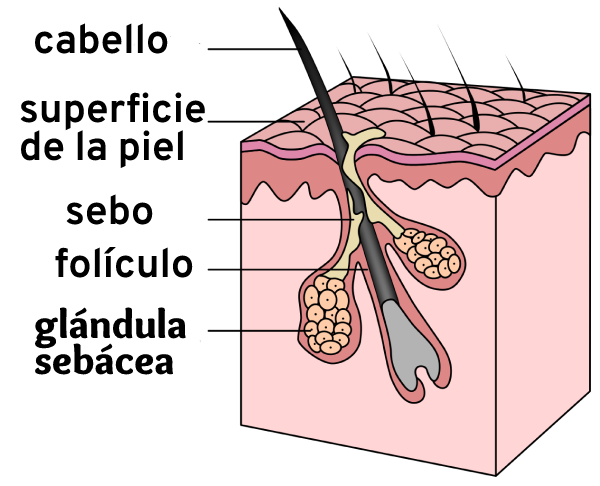 foliculo piloso