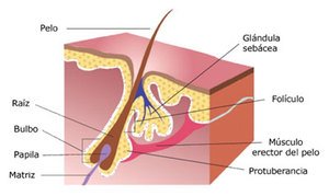 estructura-pelo_caida_pelo