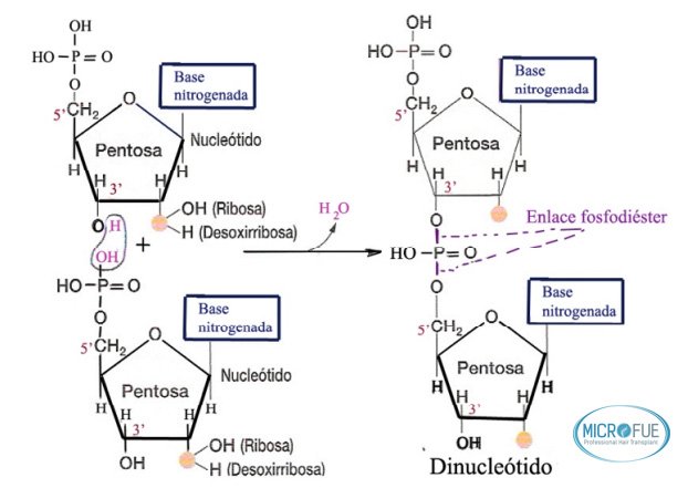 esquema_polinucleotidos_tratamiento_capilar